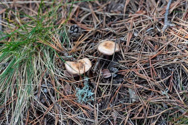 Andorran Mushroom Found Canillo Andorra — Stock Photo, Image
