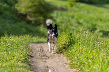 Andorra 'daki dağda şirin siyah beyaz bir Collie köpeği..
