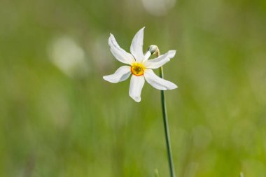 Grandalla. Narcissus poeticuis, Andorra