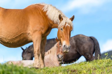 Andorra 'daki Canillo tarlalarında atlarla kırsal bir sahne..