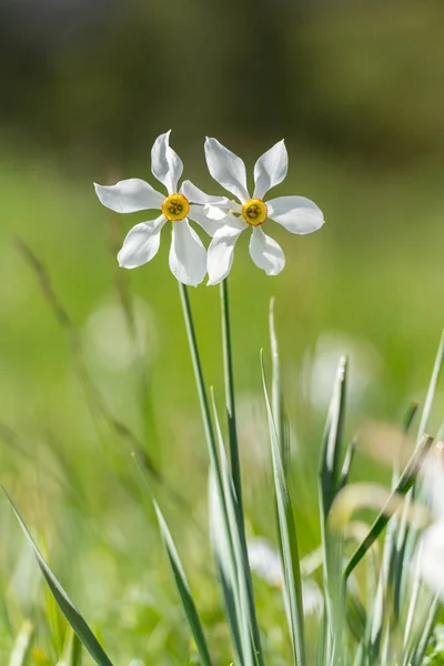 Grandalla Narcissus Poeticuis Andorra — Stock fotografie