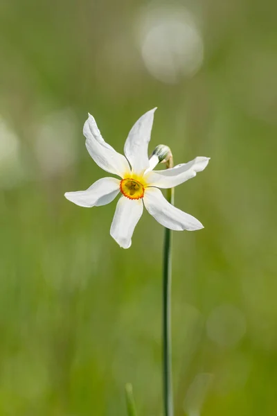 Avó Narcissus Poeticuis Andorra — Fotografia de Stock