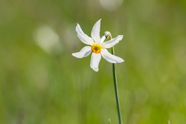 Avó Narcissus Poeticuis Andorra — Fotografia de Stock