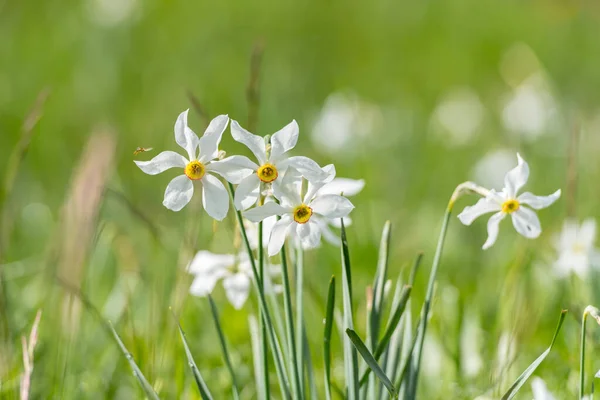 Grandalla Narcissus Poeticuis Andorra — Stockfoto