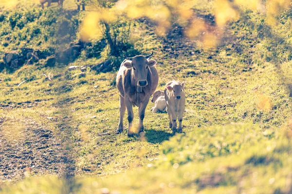 Canillo Andorra 2020 Cows Sun Canillo Rage Pyrenees Andorra Spring — 스톡 사진