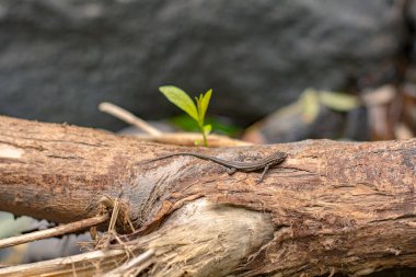 Tenerife 'deki Barranco del Infierno' nun güzel manzaraları.