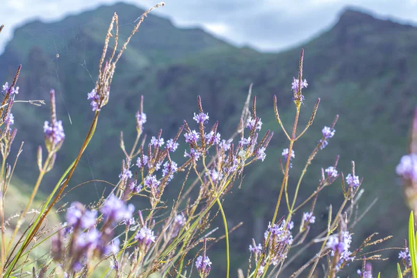 Beaux Paysages Barranco Del Infierno Tenerife — Photo