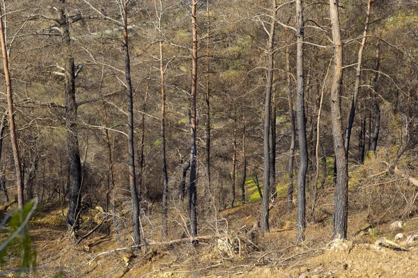 Сожженные Деревья Лесу — стоковое фото