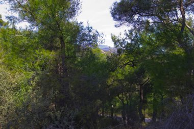 Sabah yeşil ormanda ve güzel doğada