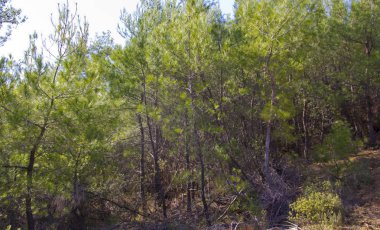 Sabah yeşil ormanda ve güzel doğada