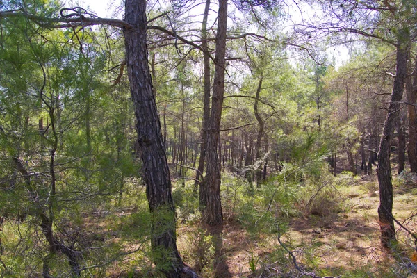 Mattina Nel Verde Della Foresta Della Splendida Natura — Foto Stock