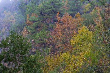 arka plan ormanda yaprak