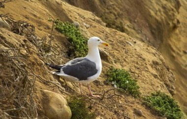 San Diego 'da La Jolla' da kaya üzerindeki martı