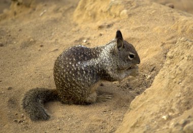 San Diego 'daki La Jolla' da kayadaki sincap.