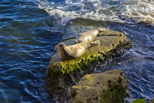 Θαλάσσιο Λιοντάρι Βράχο Στον Όρμο Jolla Στο San Diego — Φωτογραφία Αρχείου