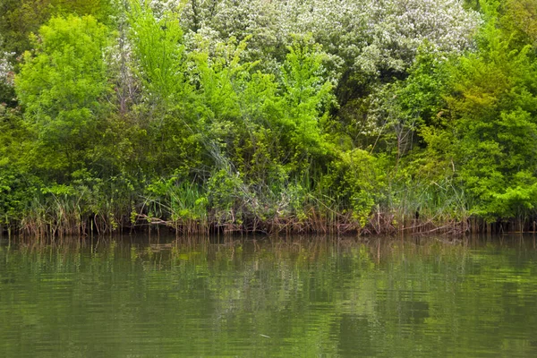 Prachtige Scene Groene Natuur Agva Turkije — Stockfoto