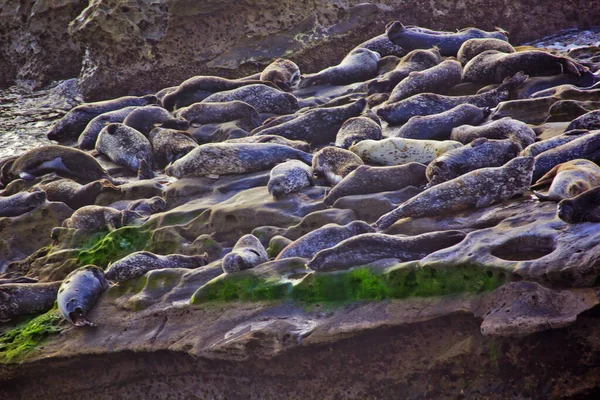 Φυσική Σκηνή Θαλάσσιο Λιοντάρι Στην Παραλία Jolla San Diego Καλιφόρνια — Φωτογραφία Αρχείου