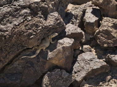 Şişko bir kertenkele kayaların gölgesinde oturuyor.
