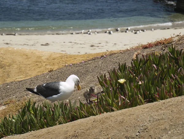 바다 갈매기와 해변의 작은 병아리 — 스톡 사진