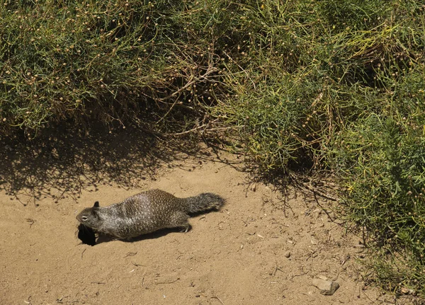A squirrel in front of its hole in the sand — Stock Photo, Image