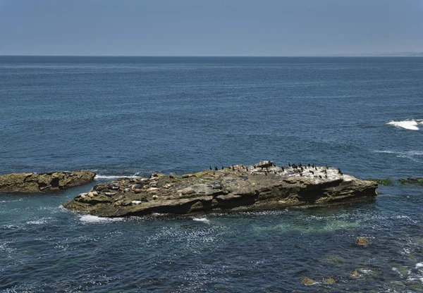 Leoni marini e cormorani su una roccia nel mare — Foto Stock