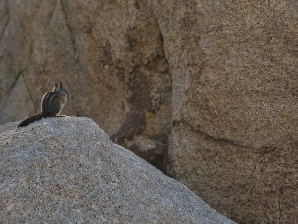 Small squirrel on a rock eating a meal — Stock Photo, Image