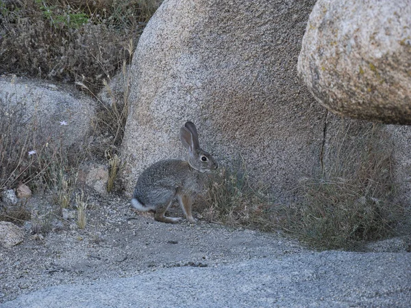 Wild hare eating between large granite rocks — Stock Photo, Image