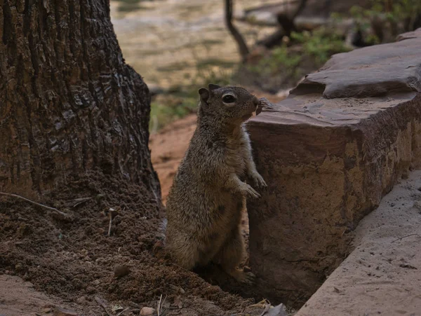 A squirrel digging a cave — Stock Photo, Image