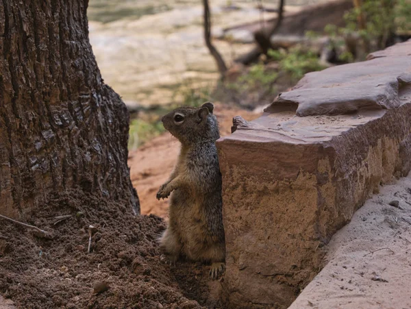 A squirrel digs a cave into the ground — Stock Photo, Image