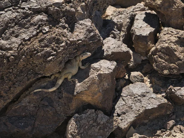 A fat lizard sits in the shade of the rocks — Stock Photo, Image