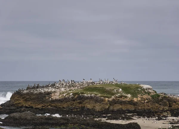 Urwisko ptaków na wybrzeżu z pelikanami i mewami — Zdjęcie stockowe