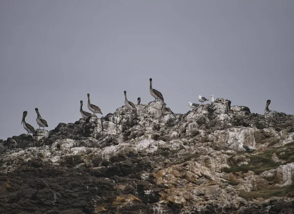 Falésias de pássaros com pelicanos e gaivotas nos EUA — Fotografia de Stock