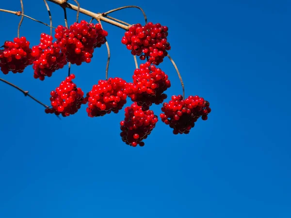 Vanlig Snöboll Med Röda Frukter Vintern Framför Blå Himmel — Stockfoto