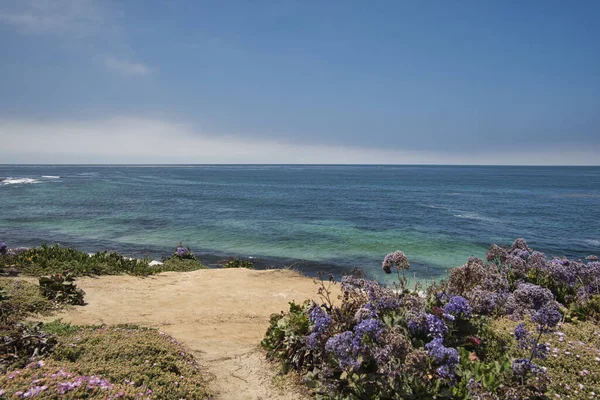 Bloemen Met Uitzicht Zee Aan Californische Kust — Stockfoto