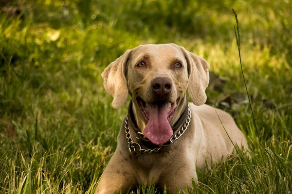 Foto de mascota con fondo verde — Stock Photo, Image