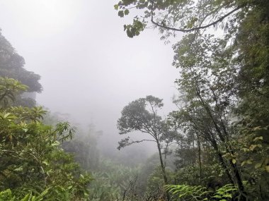 Sisli ve soğuk hava manzaralı yosunlu bir orman. Seçici odak