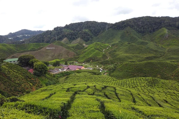 View of Green Tea Plantation, Cameron Highland haze and bad weather.