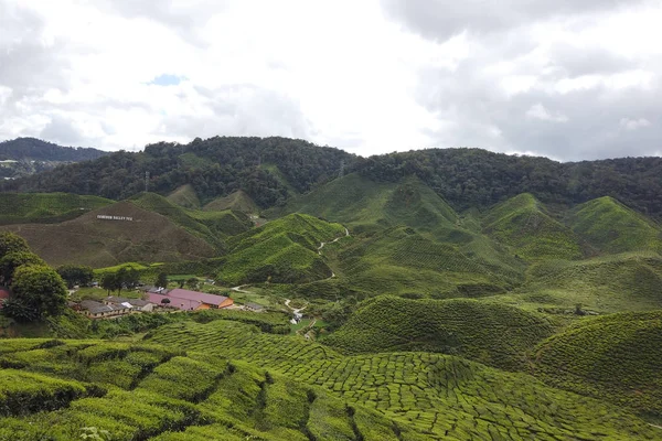 Zicht Groene Theeplantage Cameron Highland Nevel Slecht Weer — Stockfoto