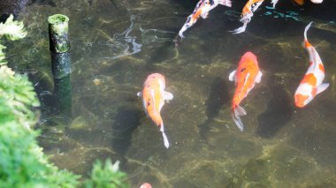 Havuz bahçesinde renkli sazan balığı ya da koi balığı. Seçici odak