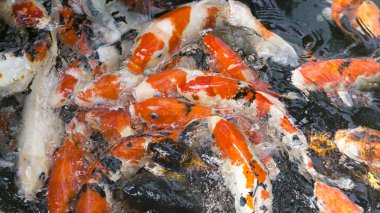 Havuz bahçesinde renkli sazan balığı ya da koi balığı. Seçici odak