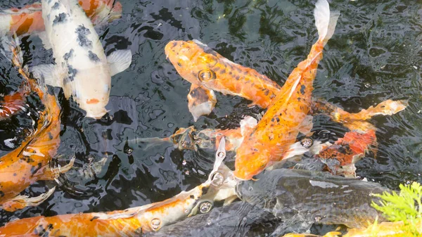 池の庭でカラフルな空想鯉魚や鯉魚 選択的焦点 — ストック写真