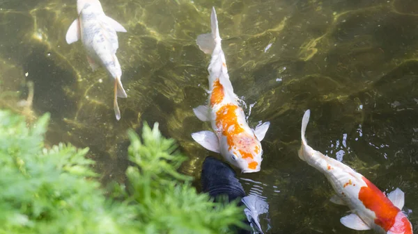 Bunte Ausgefallene Karpfen Oder Koifische Teichgarten Selektiver Fokus — Stockfoto