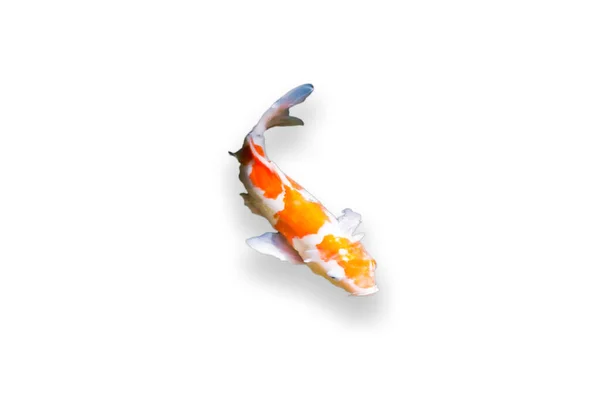 Kolorowe Ryby Karpia Fantazyjne Lub Koi Ryb Izolować Białym Tle — Zdjęcie stockowe