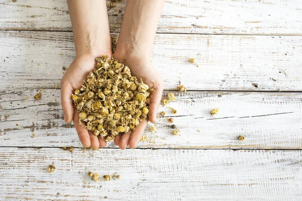 Woman hand holding dried chamomile — Stock Photo, Image