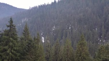 Spruce ve Pine Forest 'ın yukarıdan aşağı uçuşu. İHA atışı ağaç tepelerinde uçarken, doğa arka planı 4K çözünürlüğünde. Stok videosu. Kuş bakışı Vahşi yeşil orman manzarası.