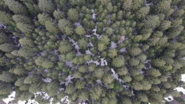 Aerial Top Down Flyover Shot of Spruce and Pine Forest. Dron poletující nad vrcholky stromů, Příroda pozadí v rozlišení 4K. Akciové video. Pohled z ptačí perspektivy na divoký zelený les. — Stock video