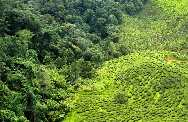 Tea plantation and forest — Stock Photo, Image