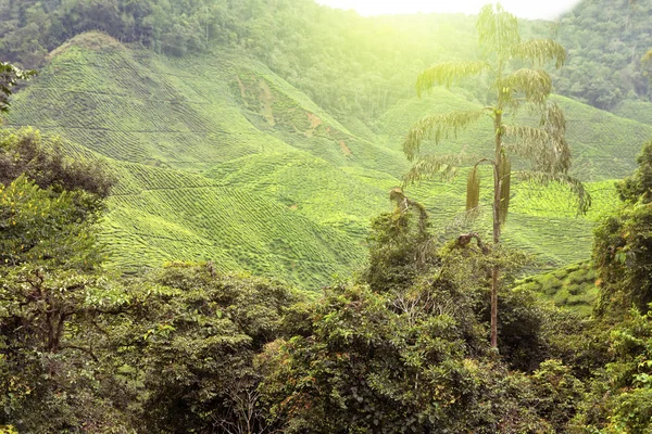 Čínské čajové plantáže — Stock fotografie