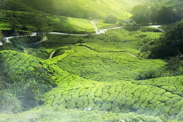 Névoa de plantação de chá — Fotografia de Stock