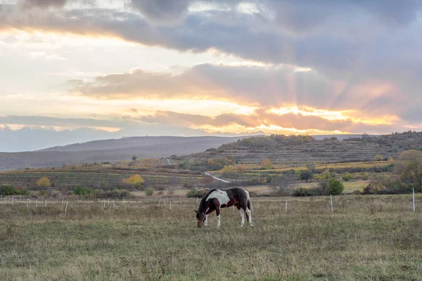 Koń w zachód słońca meadow — Zdjęcie stockowe